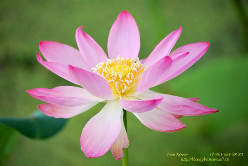 Поездка на озеро лотосов